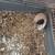 FREE GUINEA PIGS! MALE AND FEMALE 4 thumbnail