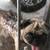 GERMAN SHEPARD & PUG 2 thumbnail