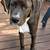 Puppies- Lab Mix 1 thumbnail