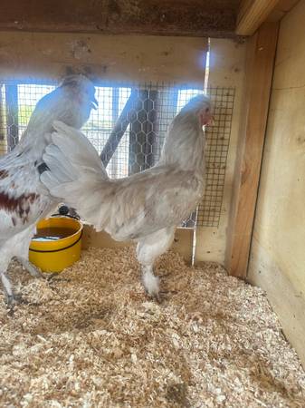 Gallina de pelea americana - $60 (Turlock)63470292450689123