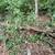 Tree and Stump Removal Needed 6 thumbnail