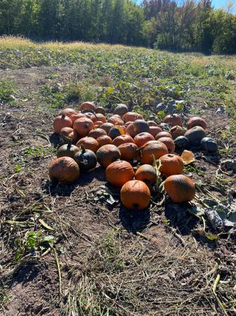 Animal Feed Junk Pumpkins 1