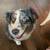 Looking for a loving and experienced home for our standard Aussie 1 thumbnail
