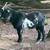 Nigerian dwarf  Billy 3 thumbnail