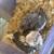 Cockatiel 4 thumbnail