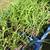 Tuberose plants 5 thumbnail