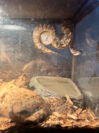 Rehoming ball python 1