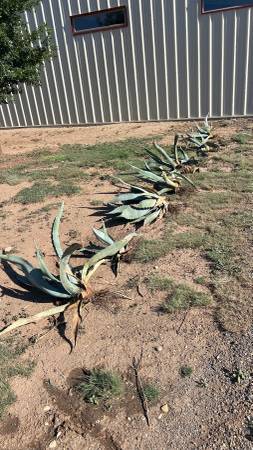 Large Agave plants 1