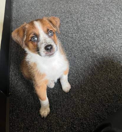 Hembra mezcla de red heeler 4 meses (New castle)63661192619137121