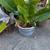 Elephant Ear Plants in Heavy Ceramic Pot 2 thumbnail