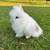 Lion head bunny 1 thumbnail