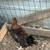 Roosters 4 thumbnail
