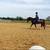 Westphalian Warmblood Gelding 3 thumbnail