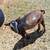 Nigeria dwarf goats 6 thumbnail