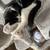 Female cat 3 thumbnail