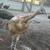 Young Peafowl 5 thumbnail