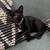 Free Black Kitten 1 thumbnail