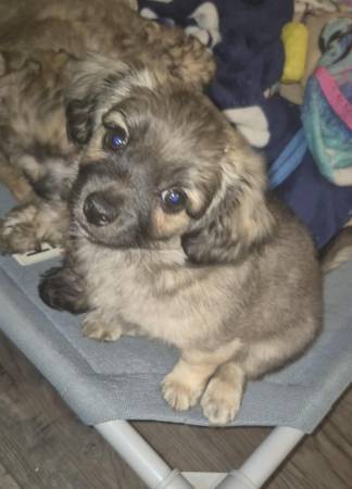 Yorkie boy (Kankakee)63844235707649120
