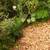 MULCH DELIVERY SALE fresh wood chips natural brown landscaping bed 1 thumbnail