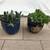 Gasteria & ripple jade succulent plants in pretty ceramic pots 1 thumbnail
