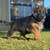AKC German shepherd 4 thumbnail