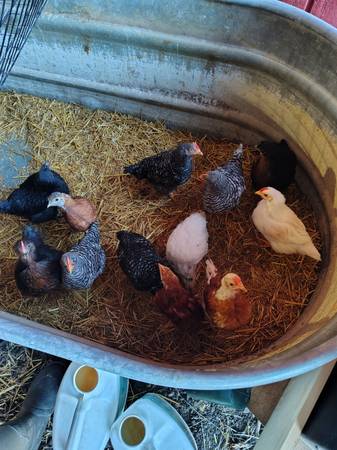 Barnyard mix started chicks 1