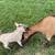 Pygmy blue eyed mommy goat with her little girl 2 thumbnail