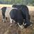 Galloway x Mini Dexter + Hereford Bull 2 thumbnail