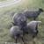 Gotland Sheep 6 thumbnail