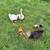 Chinese geese 3 thumbnail