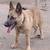 German Shepherd puppy 3 thumbnail