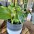 Pothos 1 thumbnail