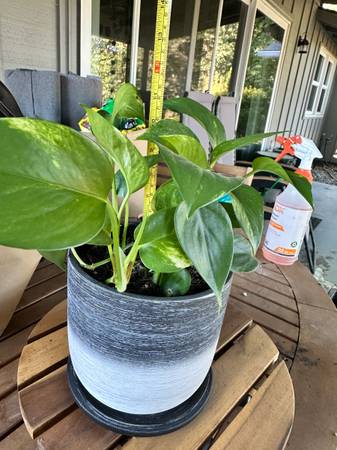 Pothos 1
