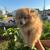 Pomeranian puppy 3 thumbnail