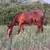 Bay filly 1 thumbnail