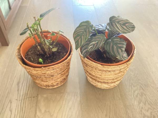 plants 1