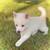 Pomeranian Huskies 1 thumbnail