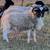 Dorper Sheep 3 thumbnail