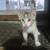 kittens!! 9 thumbnail