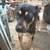 Found dog 2 thumbnail