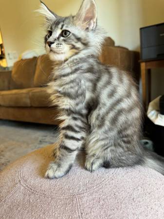 Mainecoon Kitten (napa county)63869605837313121