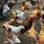 hens 2 thumbnail