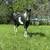 Mare and Filly 4 thumbnail
