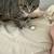 Calico and American Shorthair/Tabby mix 5 thumbnail