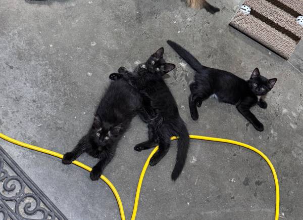 2 kittens for rehoming (Raymond)63857444638721122