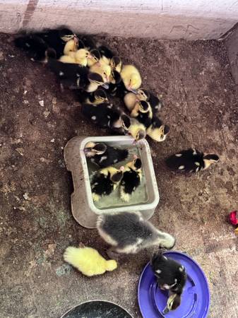Patitos 1
