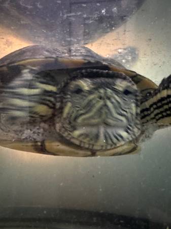 Adoptable Male Red Eared Slider - NO REHOME FEE64047263225857122
