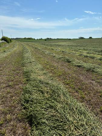Alfalfa Grass Hay 1