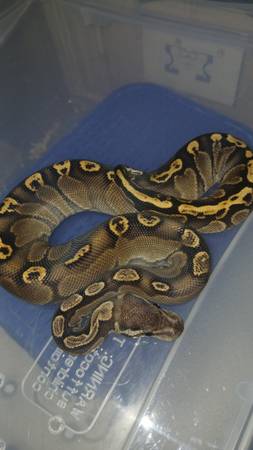 GHI Black Pastel Ball Python 1