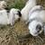 Male Holland Lops must go asap 3 thumbnail